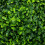 Oypla Oypla Artificial Hanging 28cm Topiary Tree Boxwood Buxus Ball 2