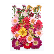 CofeeMO Flores Secas Prensadas Coloridas, Multicores, para Artesanato e Resina