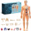 Human Body Model Transparent Torso with 29 Removable Organs 1
