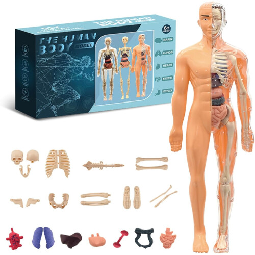 Human Body Model Transparent Torso with 29 Removable Organs