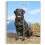 Labrador Retrievers Black 2026 Engagement Diary Other Book 1