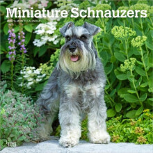 Schnauzers Miniature 2026 Square Flap Calendar Other Book