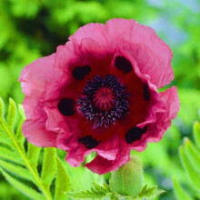 Planda Gairdín Ilbhliantúil Lasmuigh Anemone Pacáiste 1