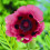 Anemone vaste tuinplant (1 stuk) 1