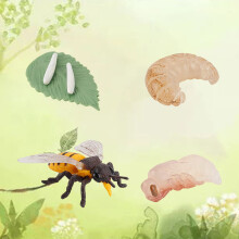 Spider bee and ladybug life cycle model educational