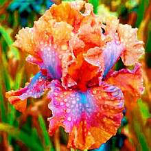 Bearded Iris Bulbs Violet Bronze 8/9 cm