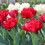 Tulip Bulbs for Outdoor Planting 2