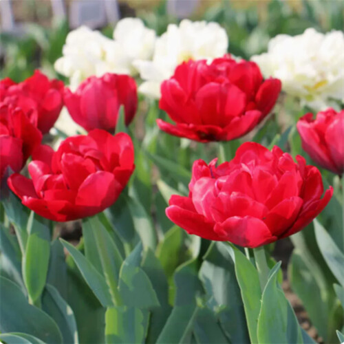 Tulip Bulbs for Outdoor Planting 1