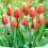 Tulip Bulbs for Outdoor Planting 3