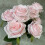 9-Piece Artificial Silk Rose Bouquet – White, Pink, Blue, 1