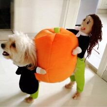 Halloween græskar hundekostume til små og mellemstore kæledyr