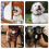 25Pcs Versatile Pet Tags, Cow Tags Dog Name Tags for Collars Identification 2