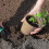 Peat Pots Seed Starter 6x6cm Biodegradable Nursery Cups for Plants, Herbs, Vegetables 4