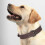 Leather dog collar - RLBSL - XL size - Brown - Adjustable - Durable 5
