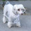 Dog Raincoat Waterproof Breathable Lightweight Size 1