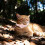 Waterproof GPS Cat Tracker Collar for Android, Real-Time Pet Locator with Adjustable Fit, No Monthly Fee 4