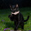 Waterproof GPS Cat Tracker Collar for Android, Real-Time Pet Locator with Adjustable Fit, No Monthly Fee 5