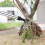 Weeding Tool Head Replacement Compatible with Claw Foot Pedal Weed Puller for Gardening Digging 4