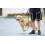 Padded Reflective Dog Training Leash 1/2" x 6ft with Adjustable Loop, Luminous Threading 5