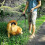 Dog Leash for Large Medium Dogs Training, Dual Handle Reflective Rope Lead for Walking Control 3