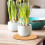 Chocolate Cork Plant Pot Coasters for Water Drainage Protection 5 Pack 4