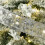 Christmas LED ribbon silver 13 ft 2