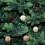Juego de 24 adornos navideños de bolas de fieltro de lana 5