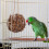 Boules de nidification sphériques en bois et coton, composées de 3 pièces 2