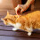 Flea & Tick Spot-On Repellent for Cats 2 Pack Solution Prevent Infection Repels 5