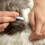 Flea & Tick Spot-On Repellent for Cats 2 Pack Solution Prevent Infection Repels 6