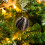 Christmas tree hanging ball ornaments black irregular 6 pcs 4