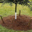 White Plastic Tree Guards, 20-Pack Corrugated Sapling Protectors for Deer and Rabbit Protection 4