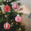 Nightmare Before Christmas Tree Ornament Black Irregular 2