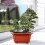 20 Pcs Red Rectangular Bonsai Planter Pots with Drainage Holes for Balcony Garden Windowsill 2