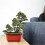 20 Pcs Red Rectangular Bonsai Planter Pots with Drainage Holes for Balcony Garden Windowsill 3