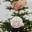 Pink Rose Ceramic Christmas Ornament with Crown 2-Side 5