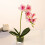 Artificial Orchid Bonsai in Glass Vase 2