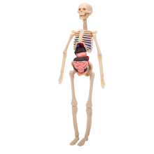 Durchsichtiges 3D-Anatomie-Modellkit mit abnehmbaren Organen
