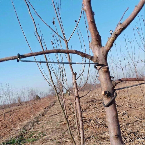 Fruit Tree Branch Bending Tool, Iron Frame for Open Angle Training of New Growth 2