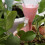 Automatic Drip Irrigation System for Balcony Plants, Adjustable Watering with Speed Control Valve, Windproof Bracket 3