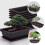Rectangular Plastic Bonsai Pots for Succulents, Flowers, Plants, 5 Pack, No Trays, 16.5x12cm 2