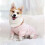Pink hundepyjamas til små racer XL 4