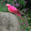 Τεχνητό διακοσμητικό παπαγάλου εξωτερικού χώρου κήπου, γκαζόν, 1 τεμάχιο 1