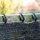 50pcs ABS Shading Net Clips for Greenhouse 4