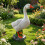 Schattig oranje snavelwatervogelstandbeeld waterdicht 4