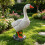 Schattig oranje snavelwatervogelstandbeeld waterdicht 5