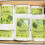 Getrocknete Kräuter-Soursop-Blätter Soursop-Graviola-Teeblätter 5