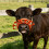 Flexible Yet hard veal Weaning Tool Featuring ventilated-1 7