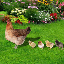 Estatuas de gallinas para jardín, de acrílico resistente a la intemperie, juego de 5