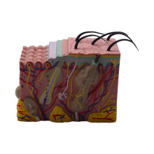 Skin Model, 35X Skin and Hair Structure Enlarge Model Anatomical Model Anatomy for Science Classroom Study Display Teaching Model